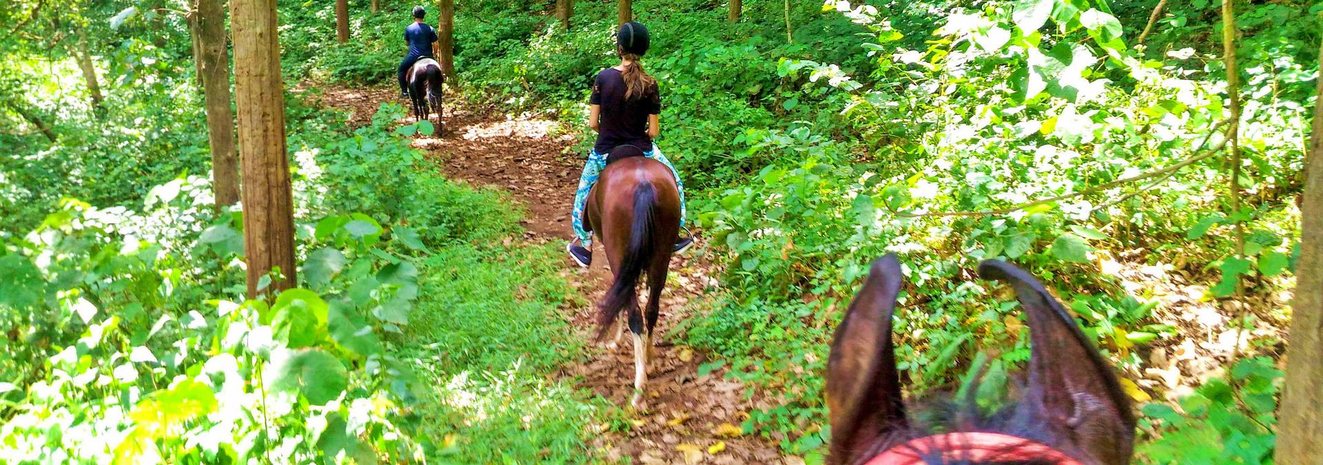 Learn Horse Riding without taking leave